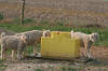 Ritchie 150 Yellow/Red - sheep using